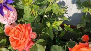 Роза Эмильен Гийо в Подмосковье