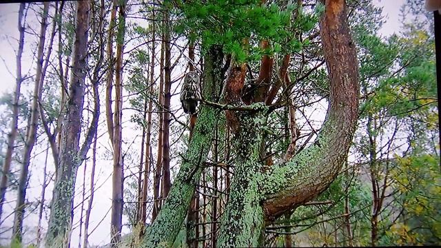 Крылатая неясыть охотится на леменга .Сибирь . Видео . смотреть онлайн