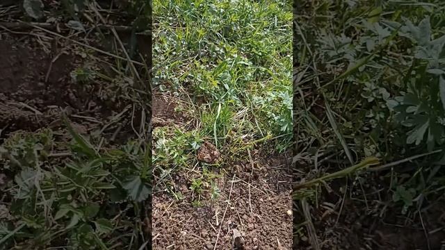 Результаты окулировки, сделанной в августе 2022г. на подвой 62-396 смотреть онлайн