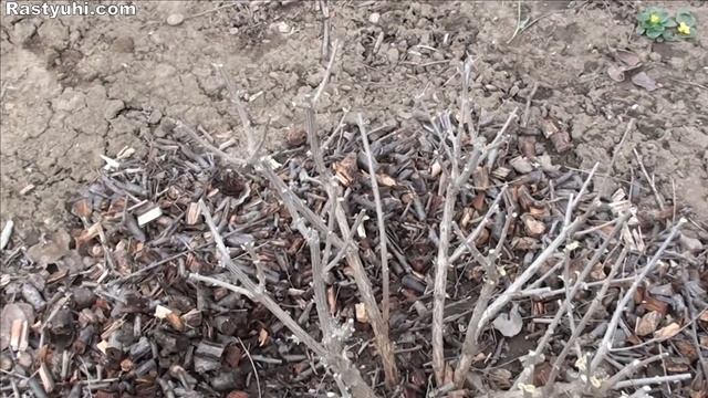 Вариегатные кариоптерисы в моем саду. Все о выращивании кариоптериса. смотреть онлайн