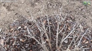 Вариегатные кариоптерисы в моем саду. Все о выращивании кариоптериса.