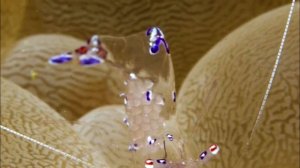 10 СТЕКЛЯННЫХ ЖИВЫХ СУЩЕСТВ. Правда или Фейк? Зомби Чез