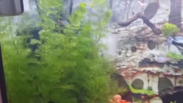 My new aqua plants смотреть онлайн