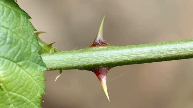 8 апреля / Зачем розе нужны шипы? смотреть онлайн