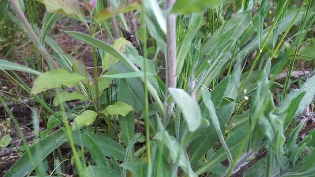 Farbownik Lekarski - Anchusa Officinalis Cz1