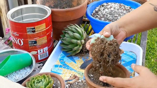 ¡Juntamos 3 Sucus! // E. Chihuahuaensis-E. Colorata X Agavoides-E. Agavoides Christmas // Any Grc