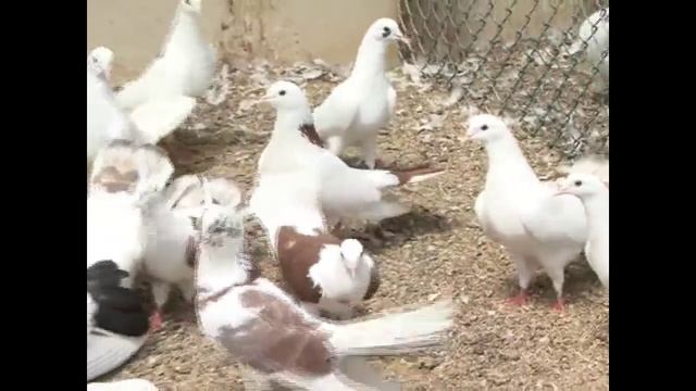 Бакинские бойные голуби Гейдара Бабаева часть 4 смотреть онлайн