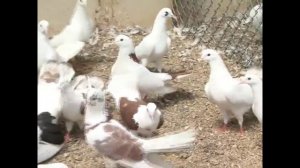 Бакинские бойные голуби  Гейдара Бабаева часть 4