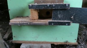 Обзор домика для шмелей / кто заселился ? / подкормка шмелям ? / как устроен улий шмелей / ЧАСТЬ 1