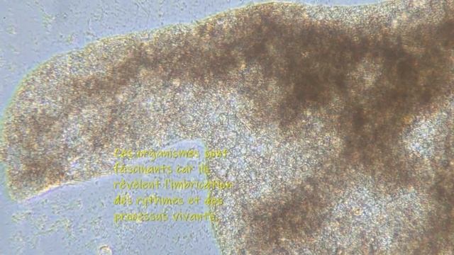 II. Mouvements protoplasmiques dans un plasmode de myxomycète. смотреть онлайн