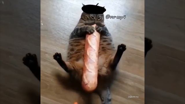 Кот-Француз И Багет =))) смотреть онлайн