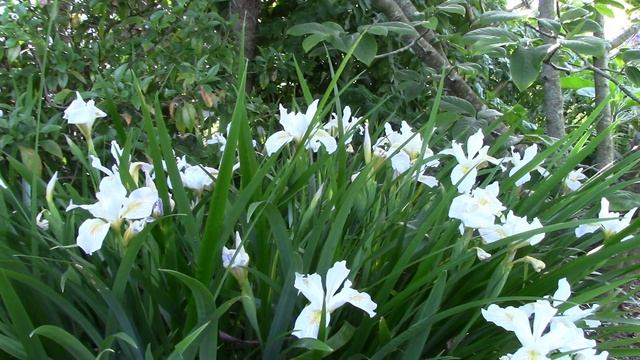 Iris Tour of my Garden смотреть онлайн