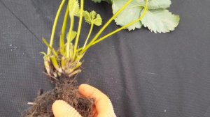 ВЫСАЖИВАЕМ КЛУБНИКУ .НА КАКОМ РАССтОЯНИИ САЖАТЬ. ЧЕМ ПРОЛИТЬ ПОЧВУ ПЕРЕД ПОСАДКОЙ. НА КАКУЮ ГЛУБИНУ