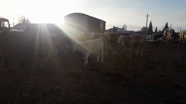 Симменталы . Характер коров . КФХ МЖЕЛЬСКАЯ СВЕТЛАНА ИВАНОВНА. смотреть онлайн