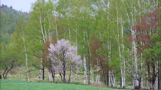美貌の都宝田明さんの曲です смотреть онлайн