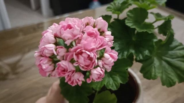 Пеларгония Anita.