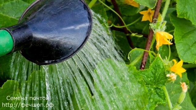 Что дает пищевая сода при выращивании огурцов& смотреть онлайн