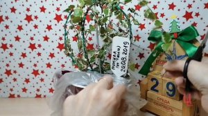 не выбрасывайте подсохший фикус пумилу, пока не посмотрите это видео / спасаю фикус