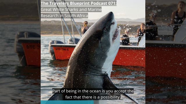 Teaser TTB 071: Great White Sharks and Marine Research in South Africa #1 смотреть онлайн