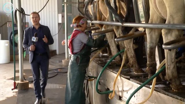 Когда на российских прилавках появится сибирский маасдам? смотреть онлайн