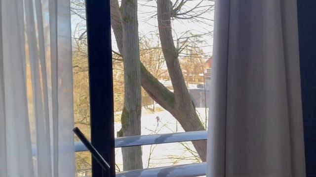 Travel VLOG: KALININGRAD отель Schloss, устрицы и кольца из янтаря. Калина, Янтарный, Светлогорск смотреть онлайн