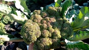 Первый Урожай Капусты БРОККОЛИ "Лорд".   22 июля 2021г.