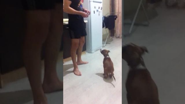 Стаффорд (АСТ) базовые команды смотреть онлайн