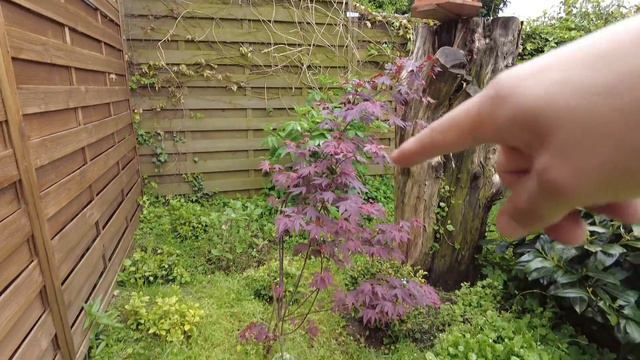 Gartenrundgang im Garten meiner Mutter - Hortensien, Deko, Gemüseecke смотреть онлайн
