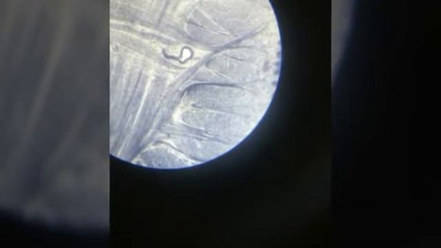 Урок биологии,микроскоп смотреть онлайн