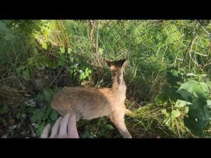 Ловлю дикую косулю руками. Попалась в ловушку  | Miroslav