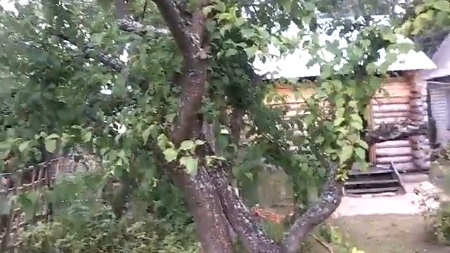 Яблочки дачные, крупные и сладкие, как здорово и красиво на даче, муж рассуждает... смотреть онлайн
