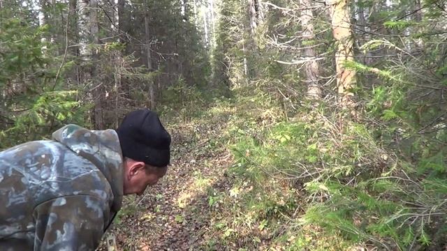 Охота на рябчика с манком осень 2020 | 18+ смотреть онлайн