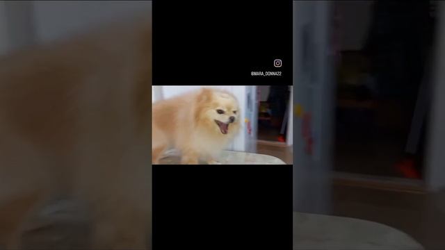 стрижка шпица, Миша просто красавчик , парикмахер для животных смотреть онлайн