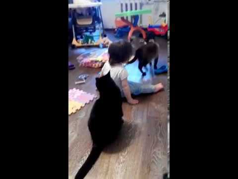 Little Peacemaker ❤ Cute Baby Protecting Cat смотреть онлайн
