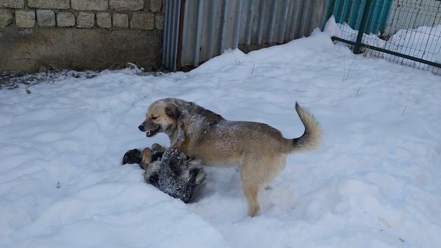 The dogs fought over food. A dog fight. смотреть онлайн