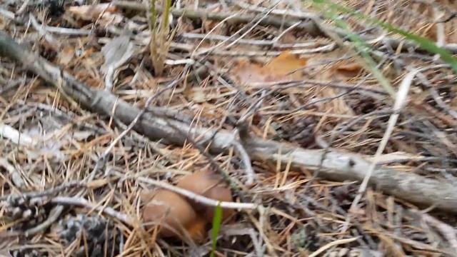 Сбор польских белых в октябре 2017 года.( Boletus badius ) смотреть онлайн