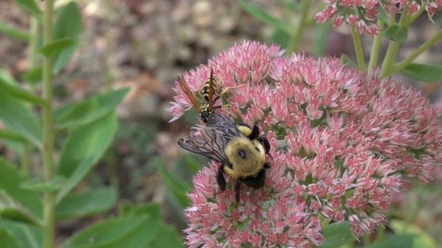 Wasp Picks A Fight With A Bumble Bee смотреть онлайн