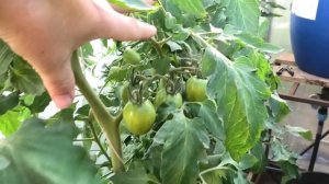 Трещит шпалера - к урожаю.Томаты F1 Императорская слабость и Фамилия | Вегетация томатов на вятке'2