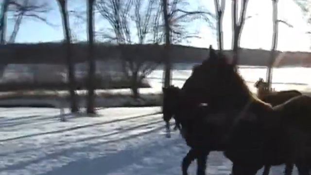 Friesian Stud colt - Antoon van't Ende смотреть онлайн