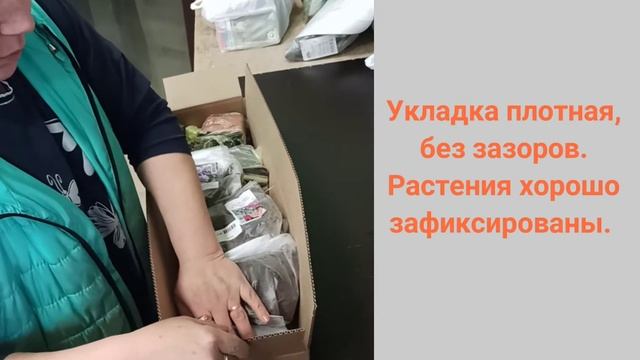 Упаковка саженцев перед отправкой на почту смотреть онлайн