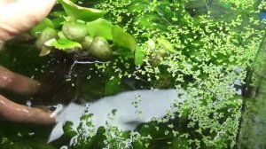 Гиацинт водный где лучше себя чувствует?посадка в разные условия!