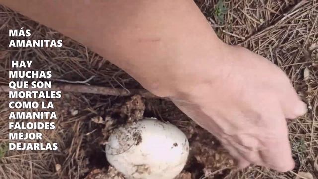 BUSCAR NÍSCALOS- ROBELLONES- AMANITA FALOIDES-AMANITA OVOIDEA - PIE DE PERDIZ-VAMOS A BUSCAR SETAS смотреть онлайн