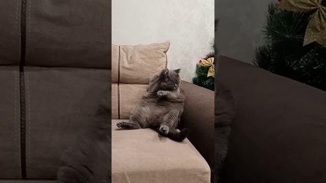 Милый толстячок.mp4 смотреть онлайн