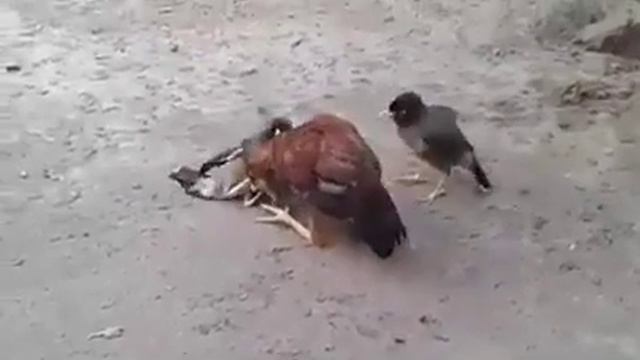 Assel murga fighting смотреть онлайн