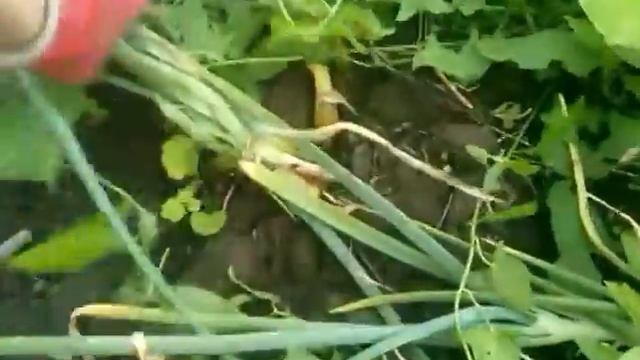 Что такое лук шалот-Аристократическийм смотреть онлайн