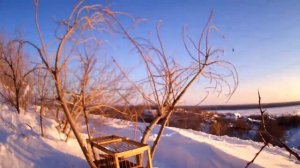 Орнитологическая сеть январь 2019 +18(Тут бывает матерятся).mp4