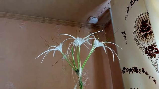 Снова в гостях или гименокаллис расцвел!!! смотреть онлайн
