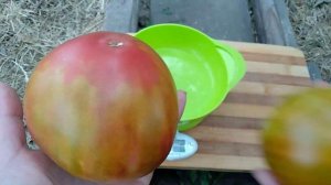 Сорт томата- Тайга