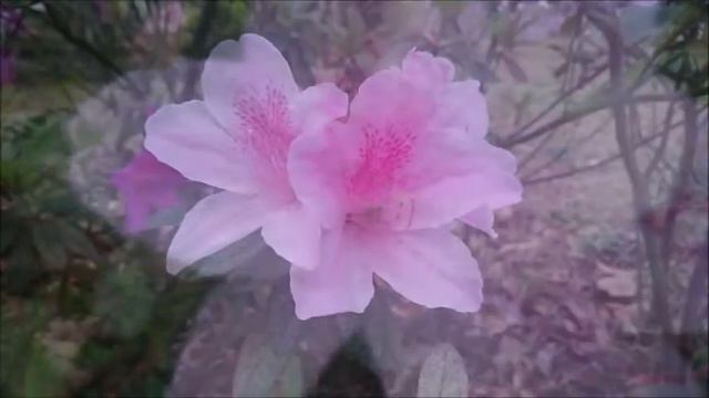 Azalea white pink red 杜鵑 白 粉 紅 ツツジ躑躅 смотреть онлайн