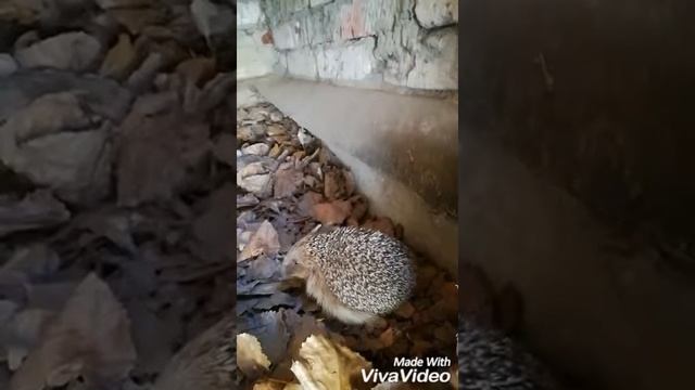 У нас на даче сосед проснулся. смотреть онлайн